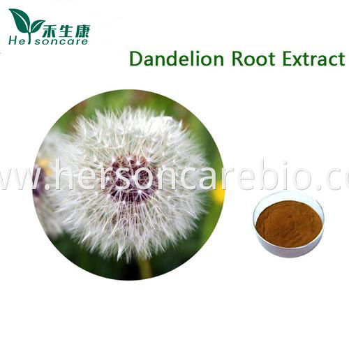 Dandelion Extract